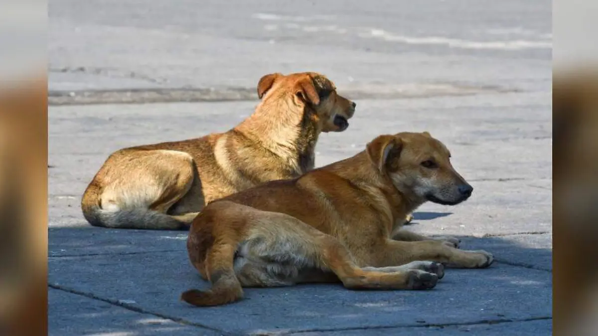 perritos CUARTOSCURO archivo